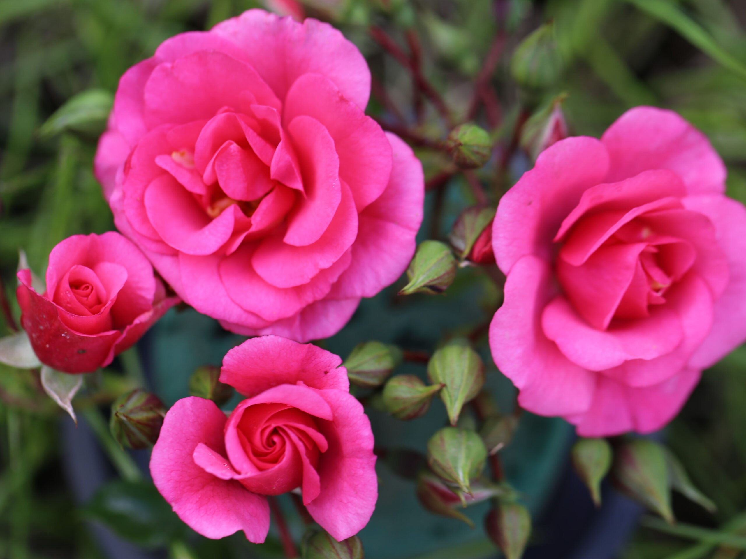 Rosa 'Medley Pink' (Noaley)-0