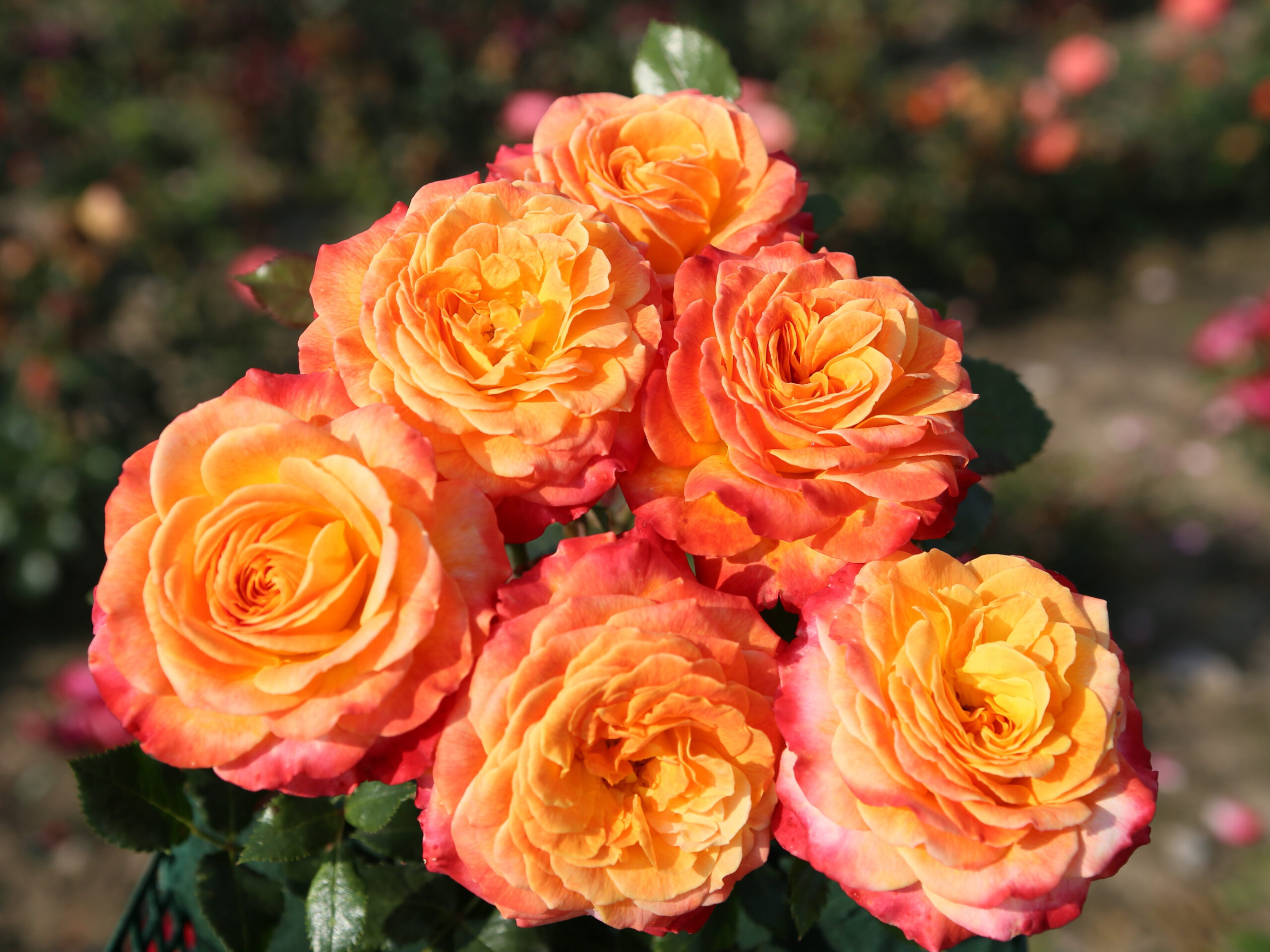 Rosa floribunda Meteor (KORzeigar)-0