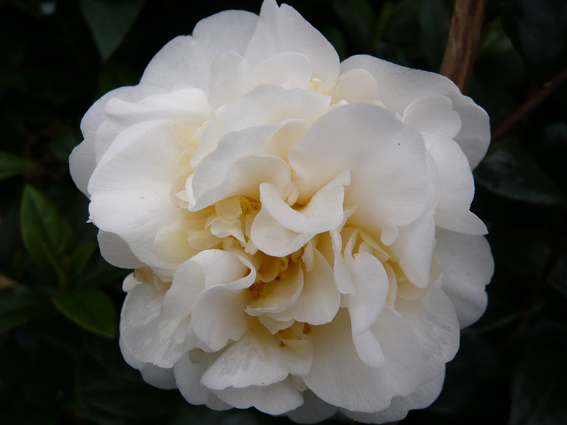 Camellia japonica 'Moshe Dayan' 7.5 LITRES-0