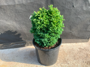 Chamaecyparis lawsoniana 'Pina Colada'-0