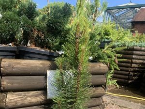 Pinus nigra 'Komet'-0