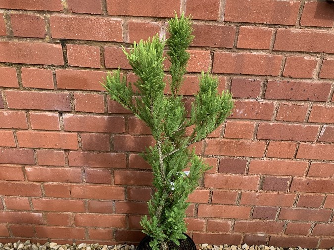 Taxodium distichum 'Peve Minaret'-0