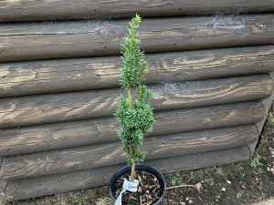 Taxus baccata 'Micro'-0
