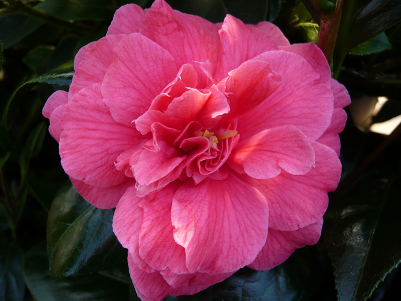 Camellia japonica 'Vittorio Emanuele II' (7.5 LITRES)-23549