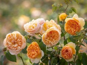 Rosa 'Bring Me Sunshine' (Ausernie)-0