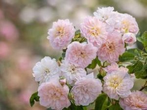 Rosa 'Elizabeth' (Ausmajesty)-0