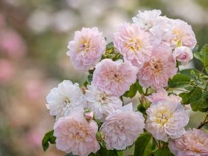 Rosa 'Elizabeth' (Ausmajesty)-0