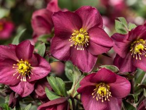 Helleborus HGC Ice n' Roses 'Red Romance'-0