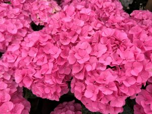Hydrangea macrophylla 'Anda Rose'-0