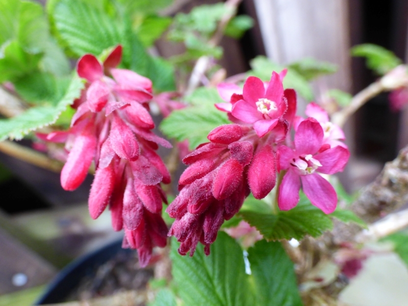 Ribes sanguineum 'Pulborough Scarlet' (7.5L)-0