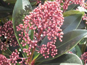 Skimmia japonica 'Rubella' 5L-0