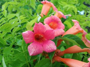 campsis indian summer