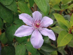 Clematis 'Bernadine' (Evipo061)