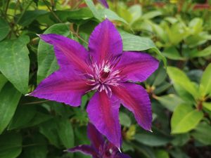 Clematis 'Edda' (Evipo074)