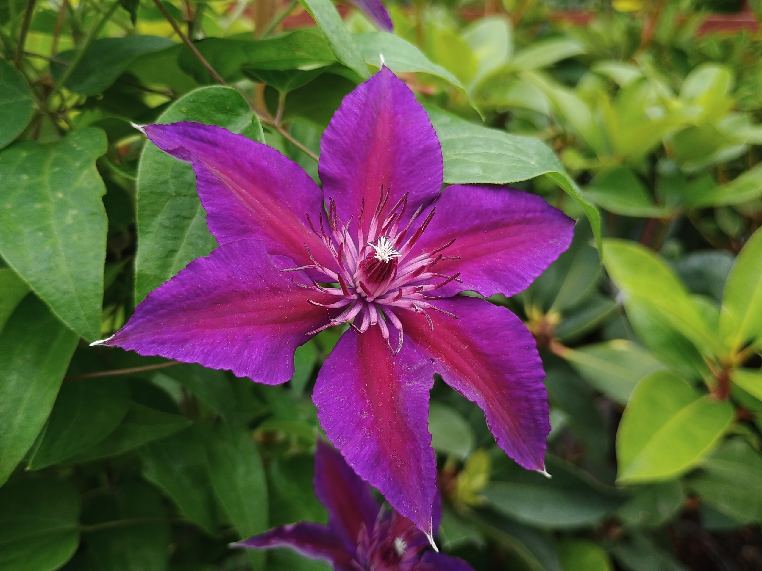 Clematis 'Edda' (Evipo074)