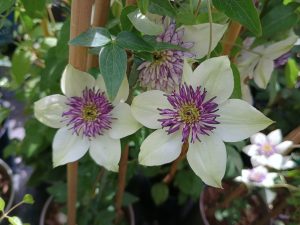 Clematis florida 'Sieboldiana'