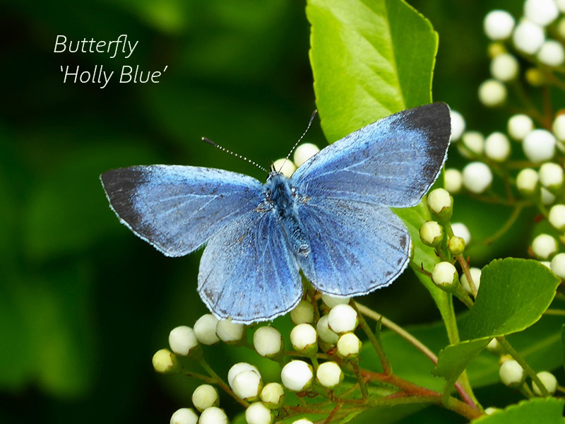 Hepatica nobilis 'Holly Blue'-23764