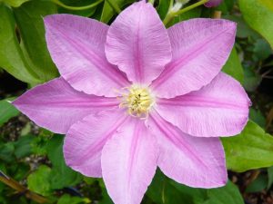 Clematis 'Abilene' (Evipo027)-0