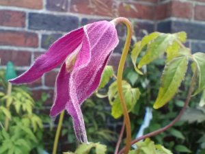 Clematis alpina 'Ruby'-0