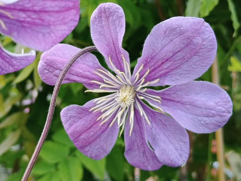 Clematis 'Arabella'-0
