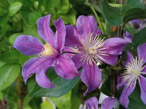 Clematis 'Arabella'-0