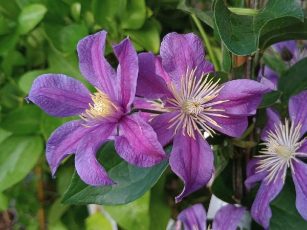 Clematis 'Arabella'-0