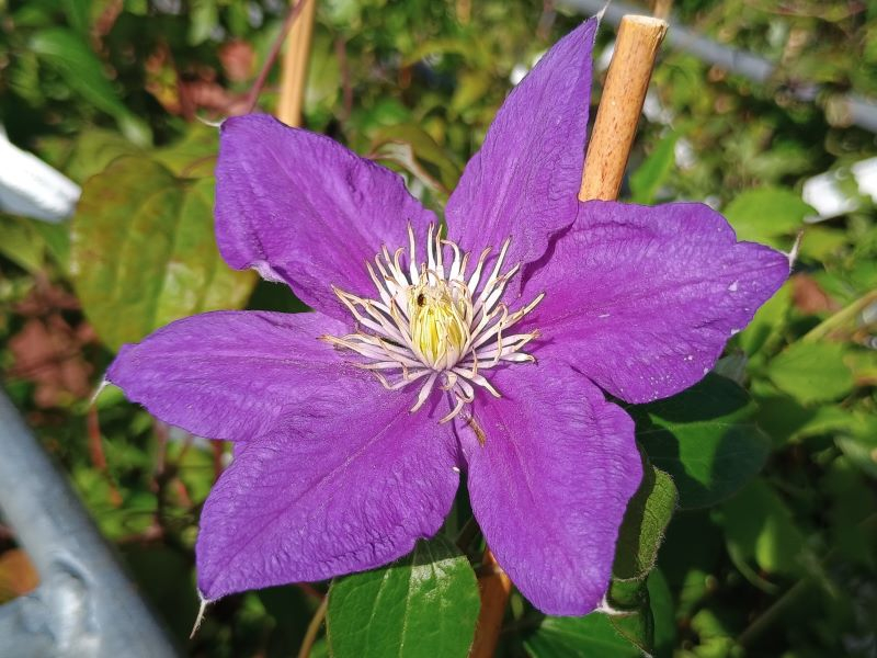 Late summer flower