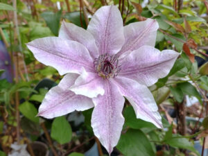 Clematis florida 'Best Wishes'-0