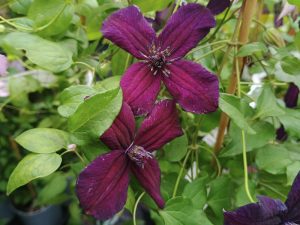 Clematis viticella 'Black Prince'-0