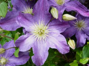 Clematis 'Bonanza' (Evipo031)-0
