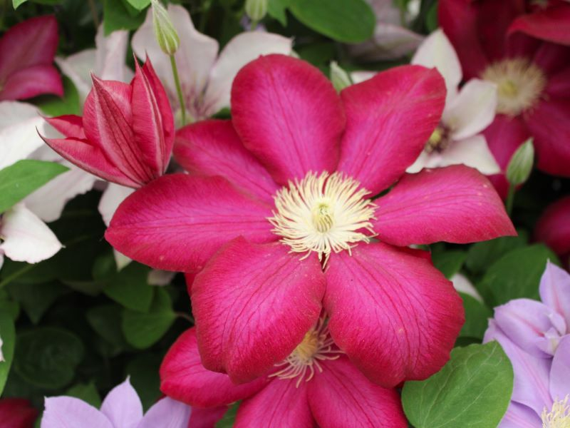 Clematis 'Bourbon'(Evipo018)-0