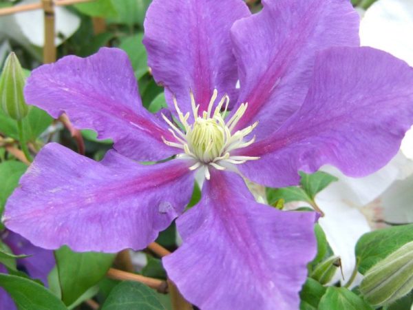 Clematis 'Chevalier' (Evipo040)-0