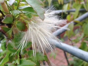 Clematis cirrhosa-0