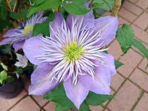 Clematis 'Crystal Fountain' (Evipo038)-0