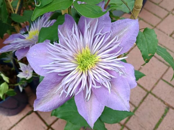 Clematis 'Crystal Fountain' (Evipo038)-0