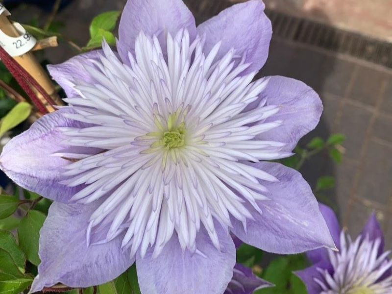 Clematis 'Crystal Fountain' (Evipo038)-0
