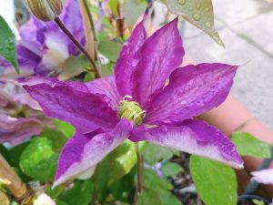 Clematis 'Daniel Deronda'-0