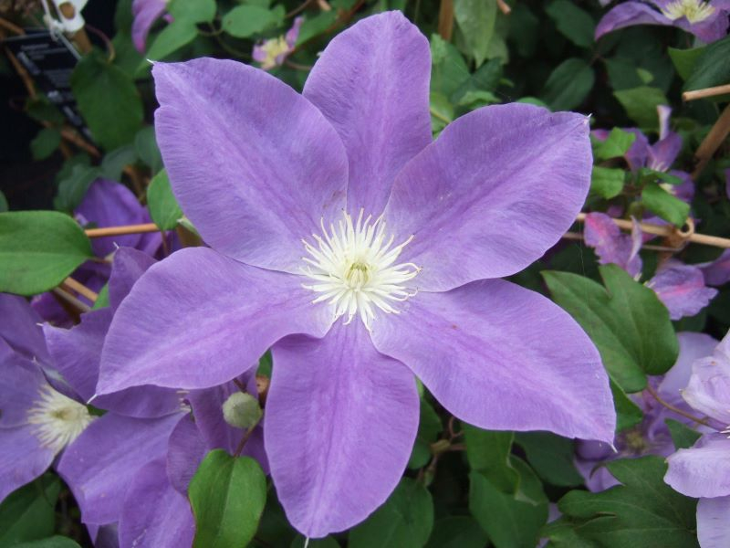 Clematis 'Diana's Delight' (Evipo026)-25422