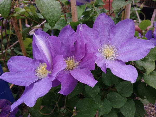 Clematis 'Diana's Delight' (Evipo026)-0