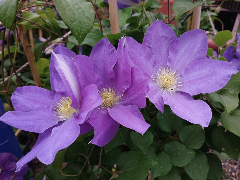 Clematis 'Diana's Delight' (Evipo026)-0