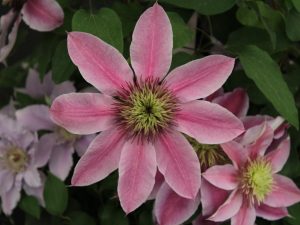 Clematis 'Empress' (Evipo011)-0