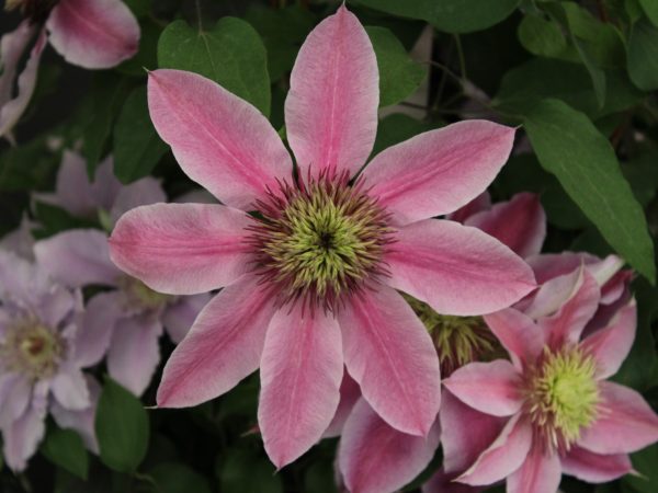 Clematis 'Empress' (Evipo011)-0