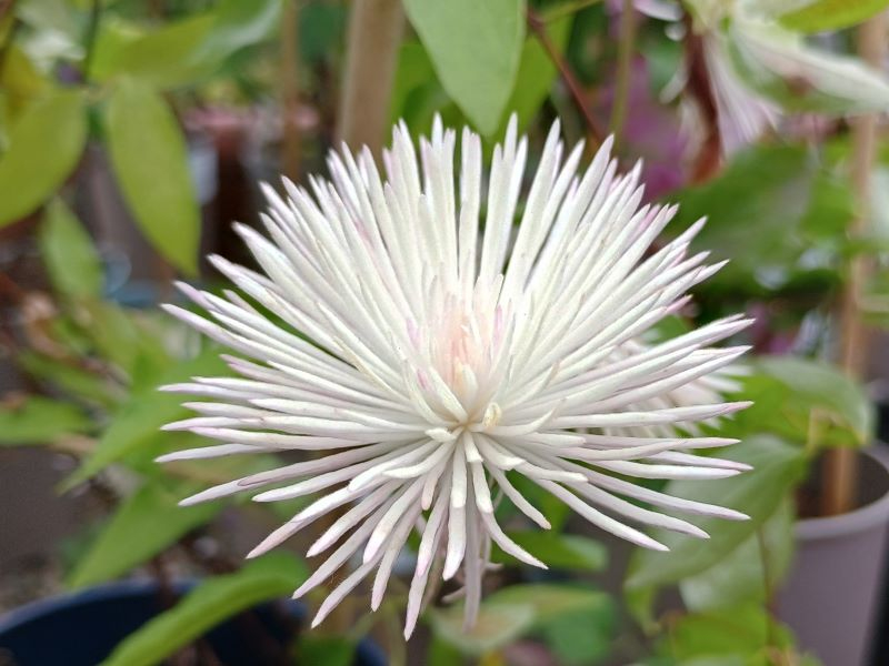 Pompom