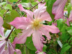 Clematis 'Frau Susanne'-0