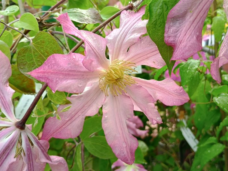 Clematis 'Frau Susanne'-0