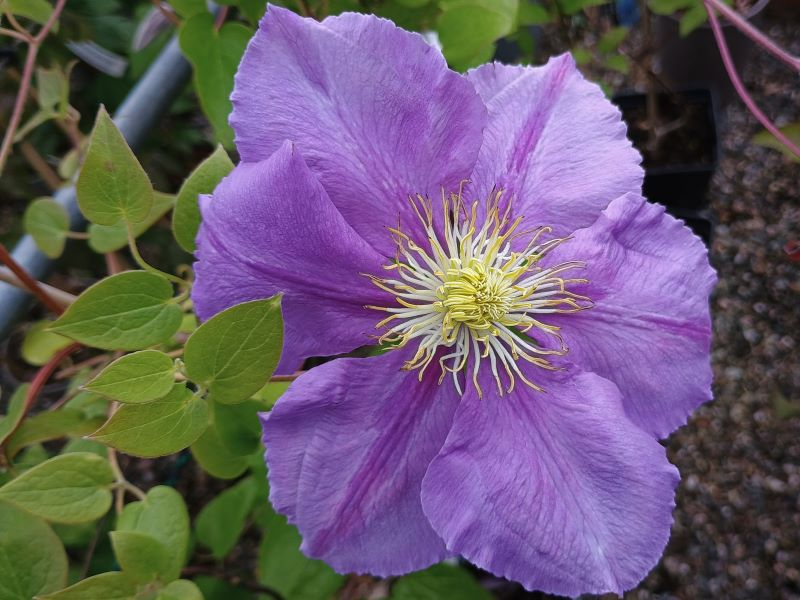 Clematis 'General Sikorski'-0