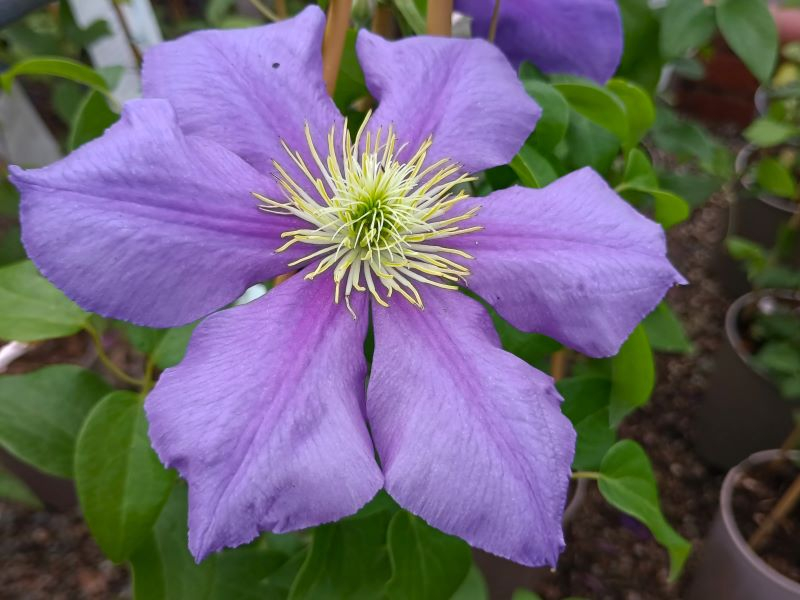 Clematis 'General Sikorski'-0
