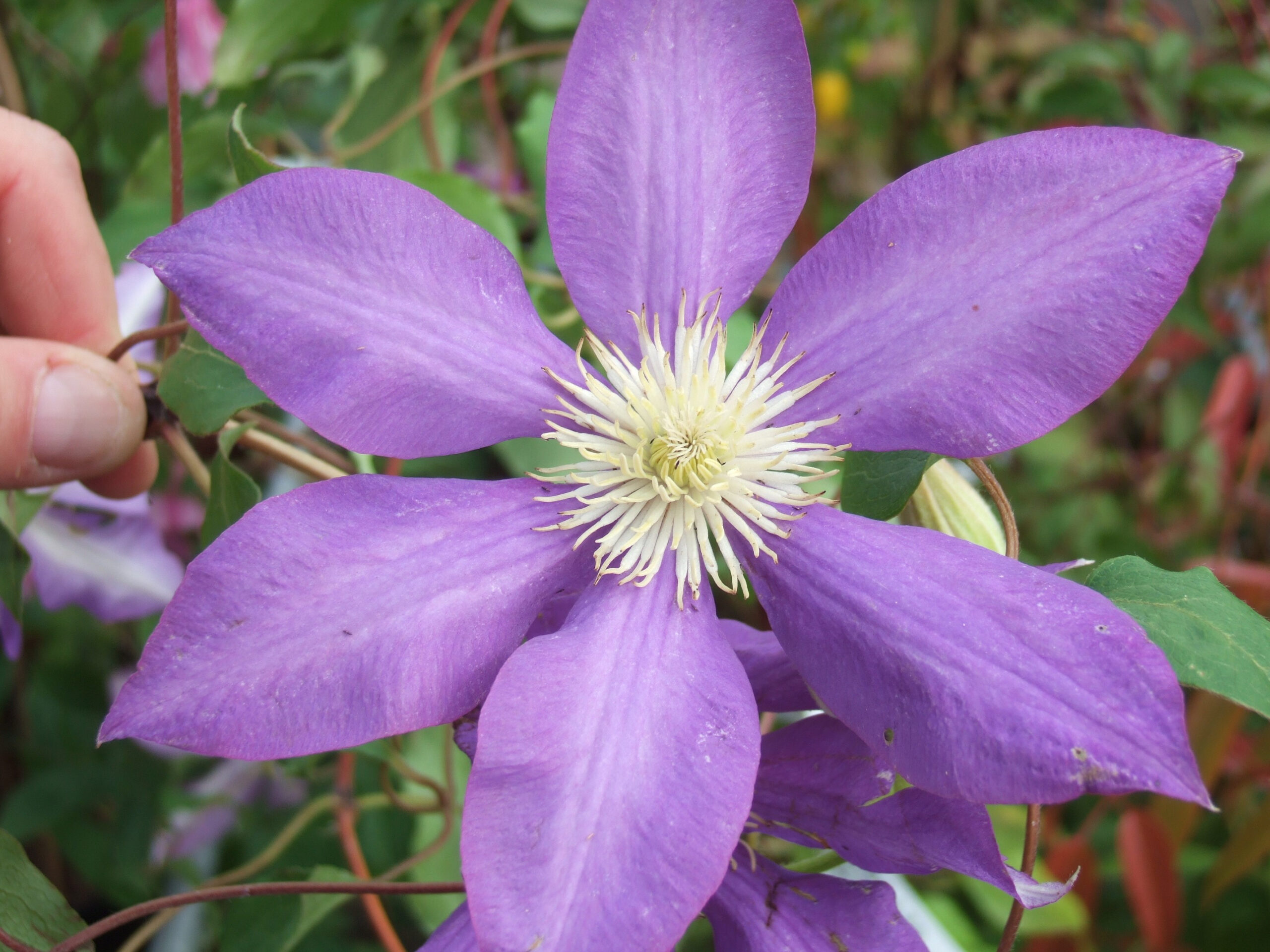 Clematis 'H.F.Young'-0