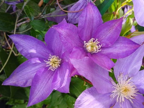 Clematis 'H.F.Young'-0