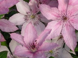 Clematis 'Hagley Hybrid'-0